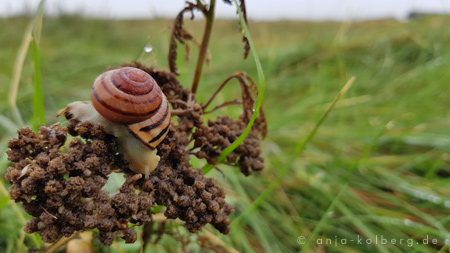 Schnecke im Morgentau