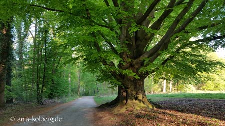 Alter Baum