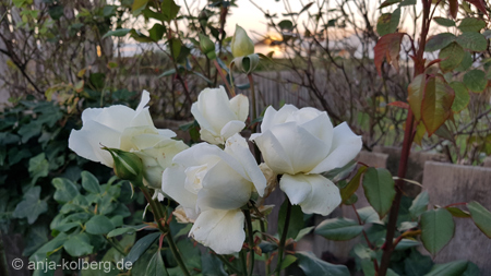 weiße Rose