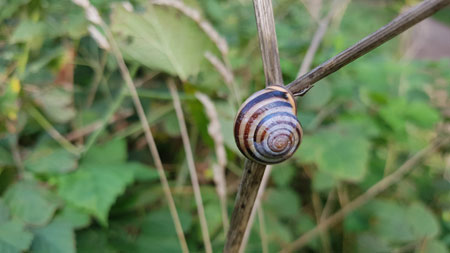 Schnecke