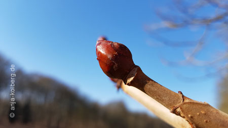 Kastanienknospen im Februar am Decksteiner Weiher in Köln