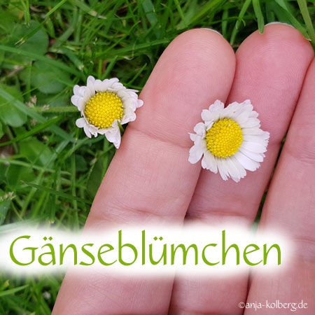 Gänseblümchen Wildkräuter