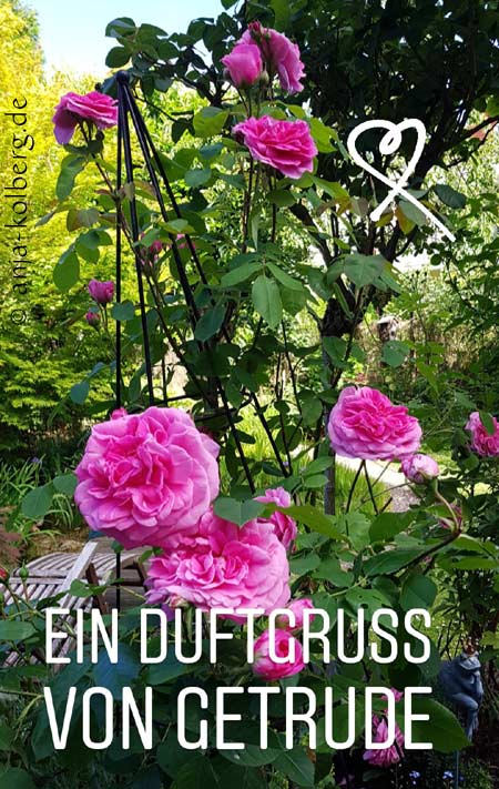 Gertrude Jekyll David Austin Duftrose