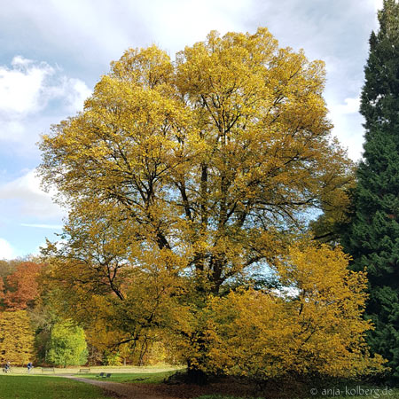 Herbstbaum