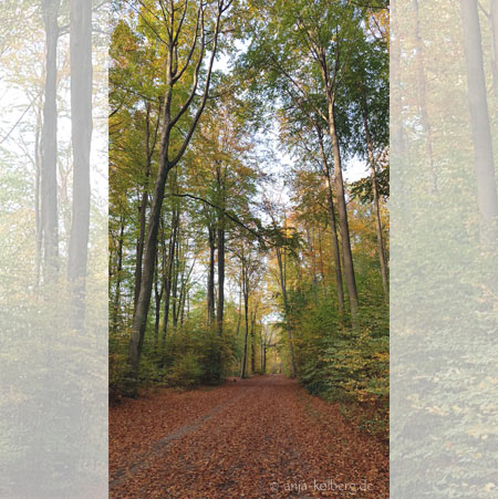 Herbstwald