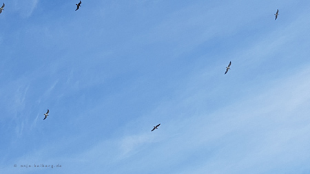 Möven segeln durch den Wind