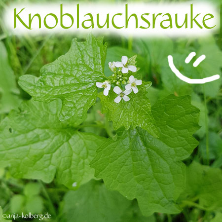 Knoblauchsrauke