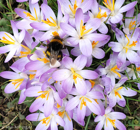 Krokus mit Hummel