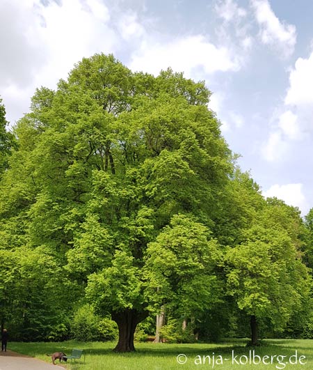 Linde im Kölner Stadwald