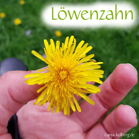 Löwenzahnblüten Wildkräuter