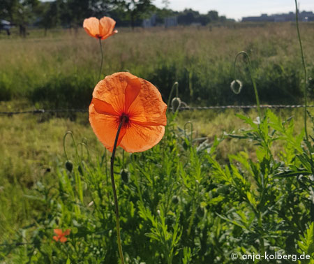 Mohn und Landleben