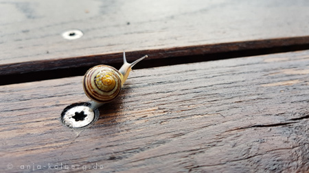 Schnecke am Morgen