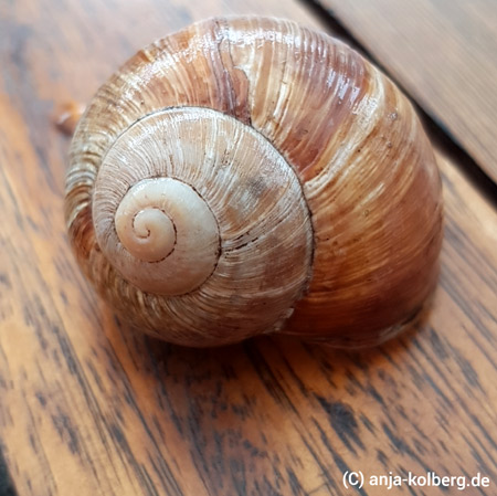 Weinbergschnecke