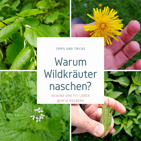 Wildkräuter naschen Tipps und Tricks